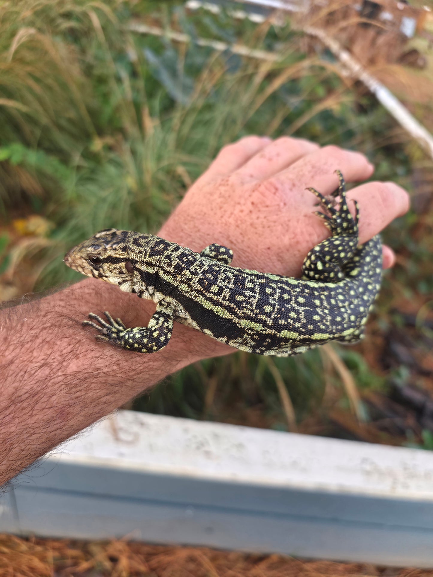 Female Blue Tegu- Aang x Tails