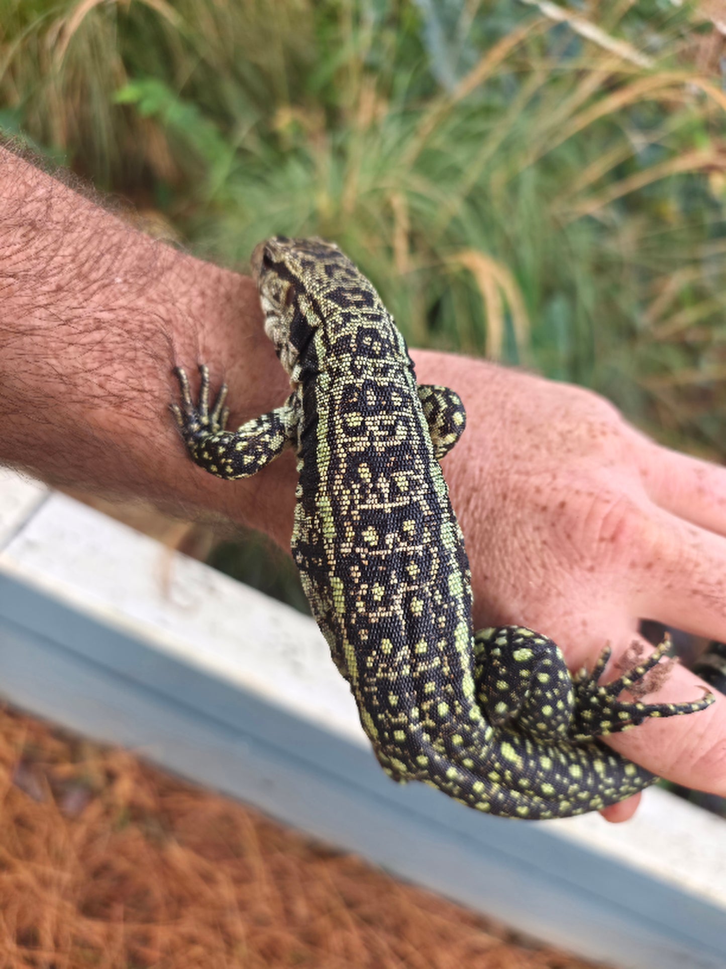 Female Blue Tegu- Aang x Tails