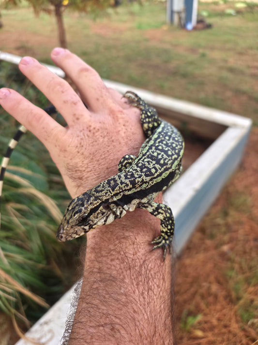 Female Blue Tegu- Aang x Tails
