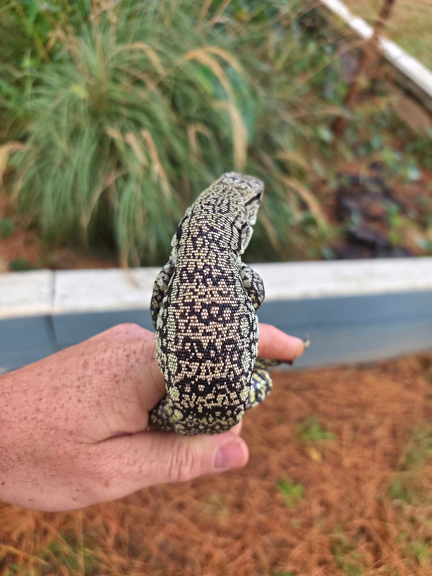 Male Blue Tegu- JJ x Tiffany