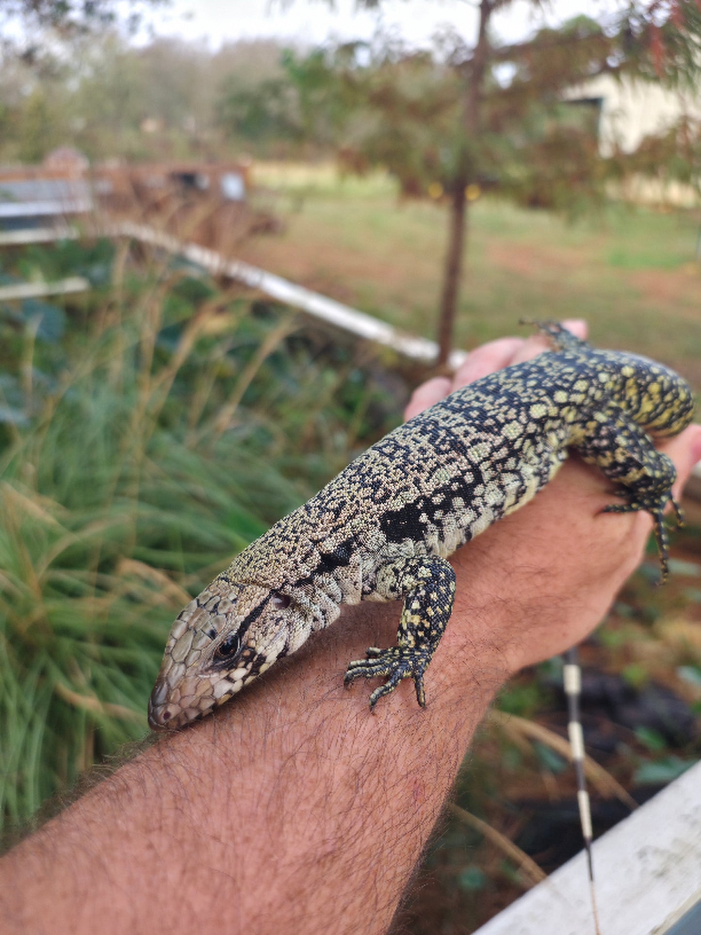 Male Blue Tegu- JJ x Tiffany