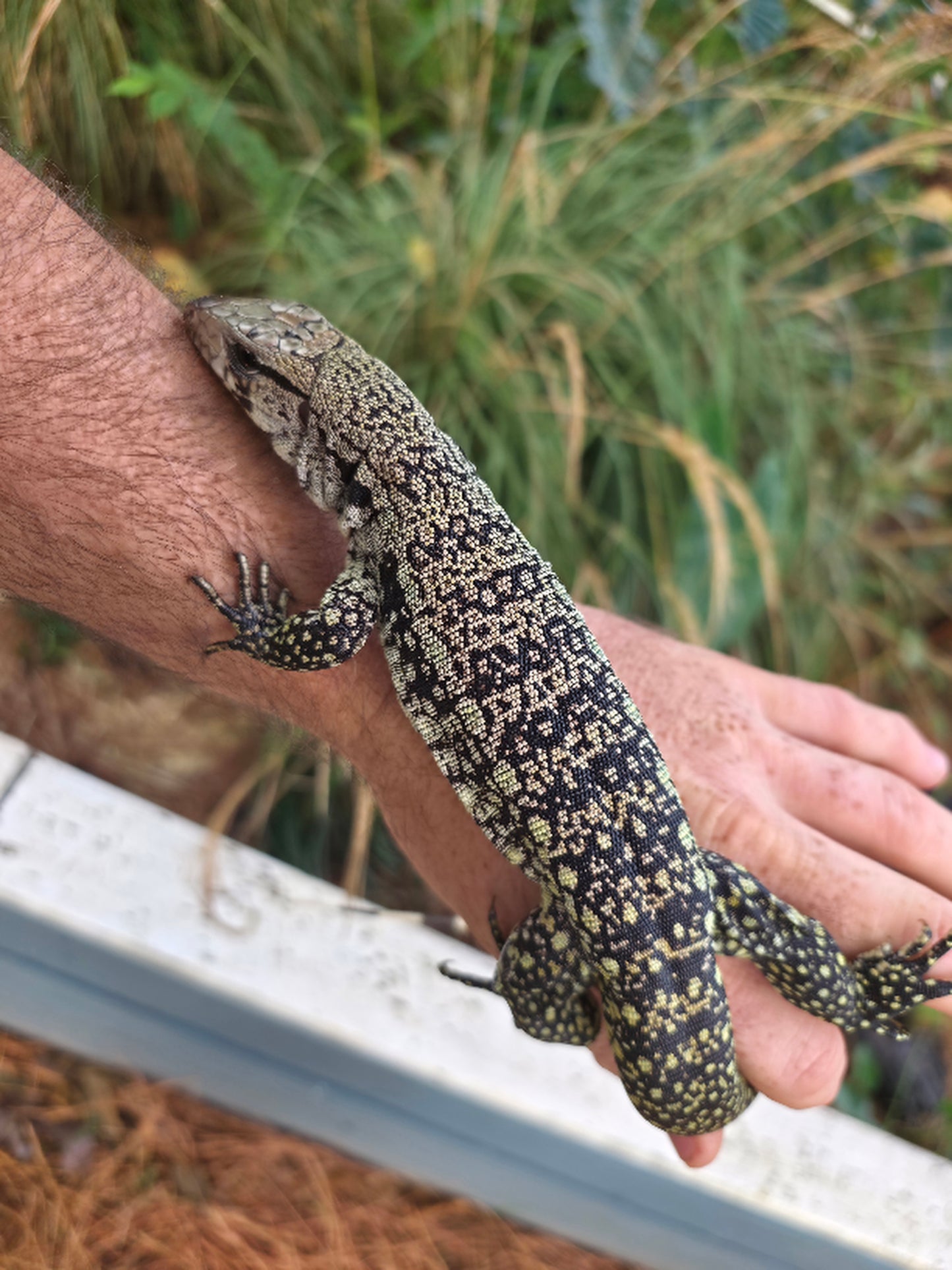 Male Blue Tegu- JJ x Tiffany