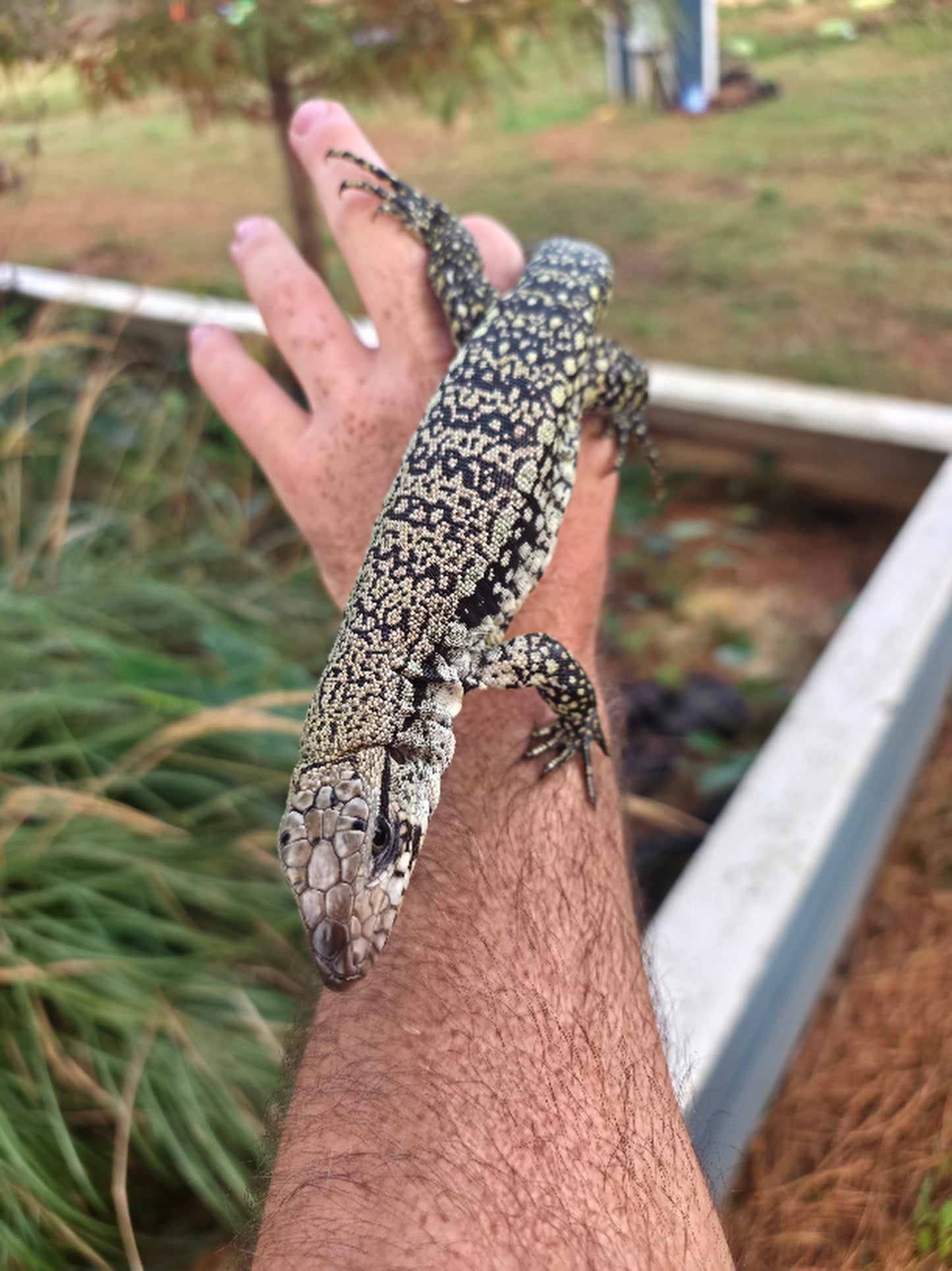 Male Blue Tegu- JJ x Tiffany