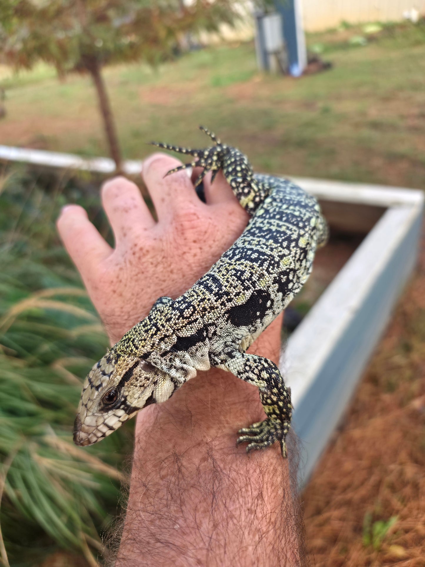 Male Blue Tegu- JJ x Tiffany