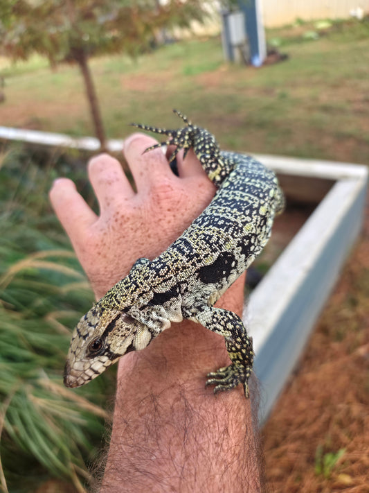 Male Blue Tegu- JJ x Tiffany