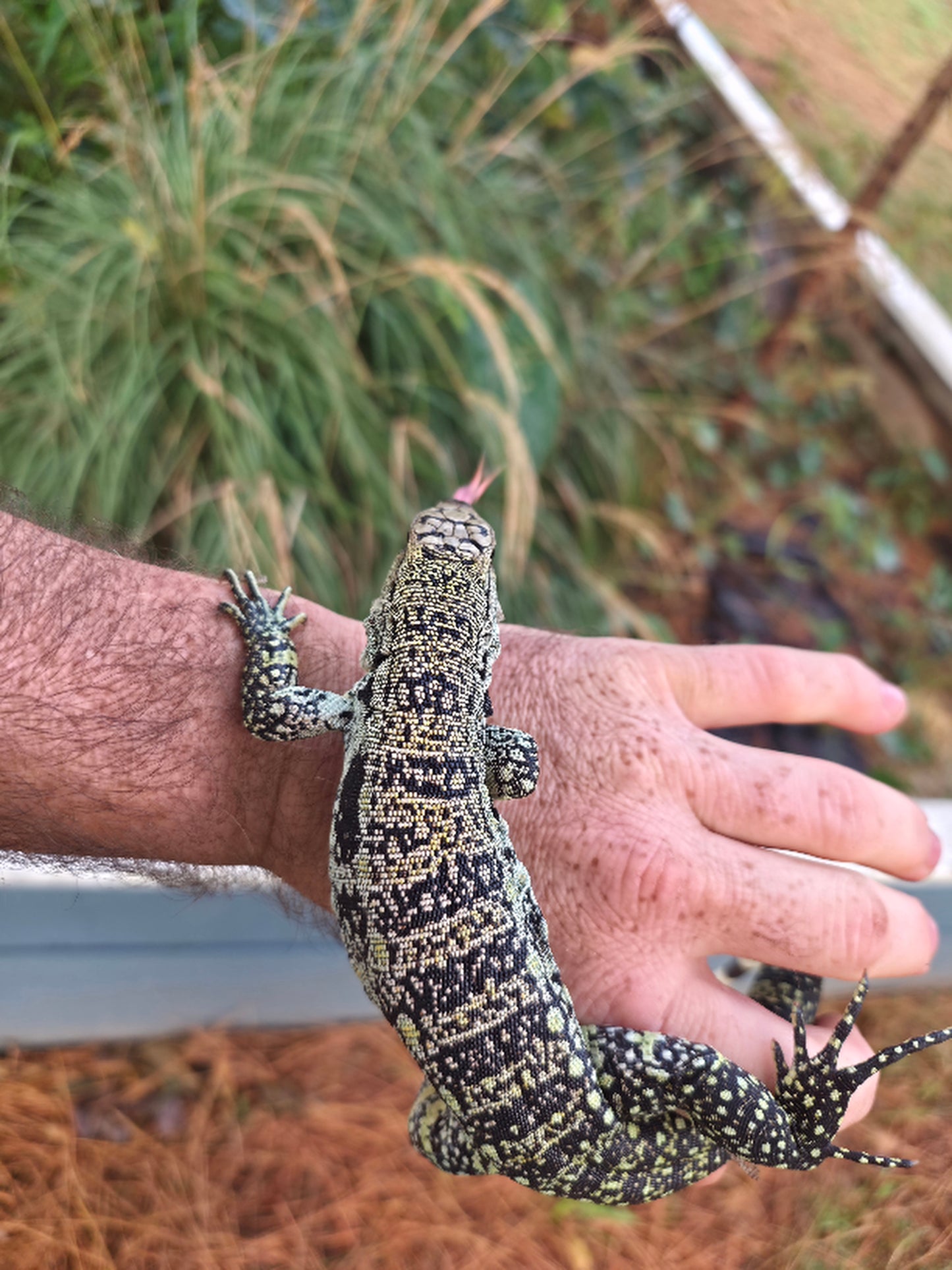 Male Blue Tegu- JJ x Tiffany