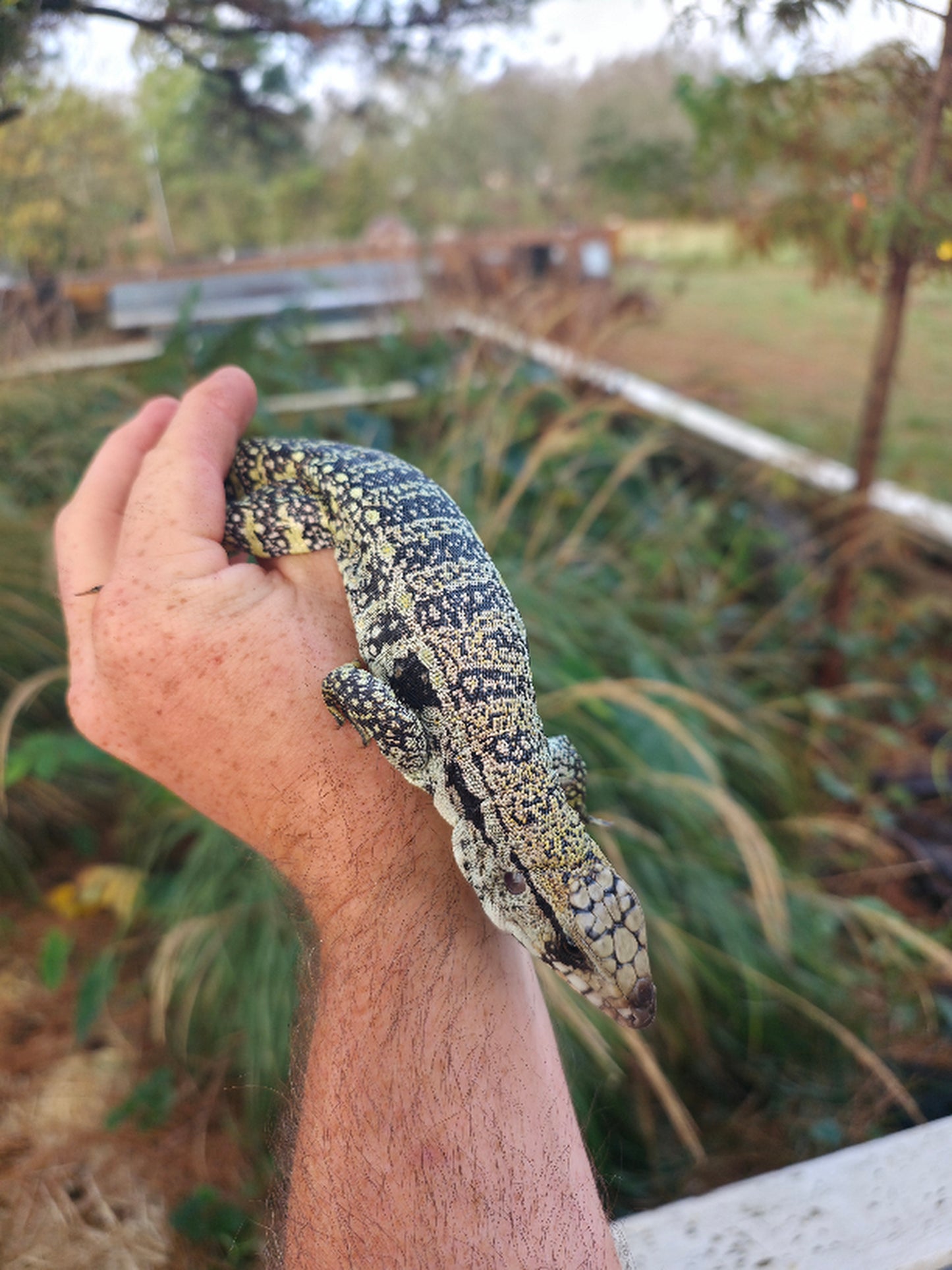 Male Blue Tegu- JJ x Tiffany