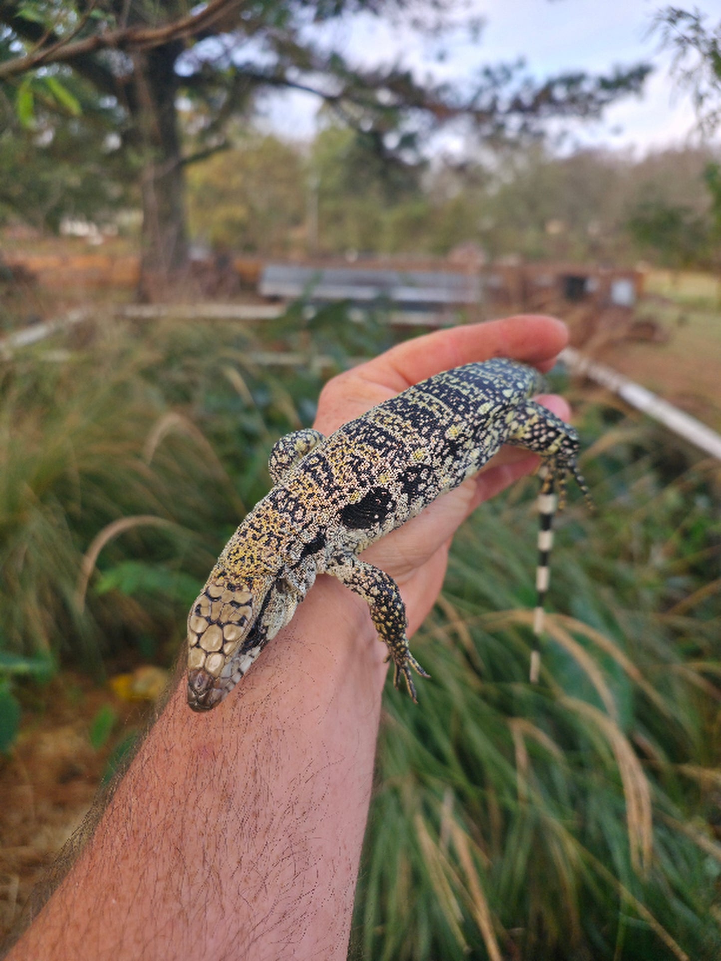 Male Blue Tegu- JJ x Tiffany