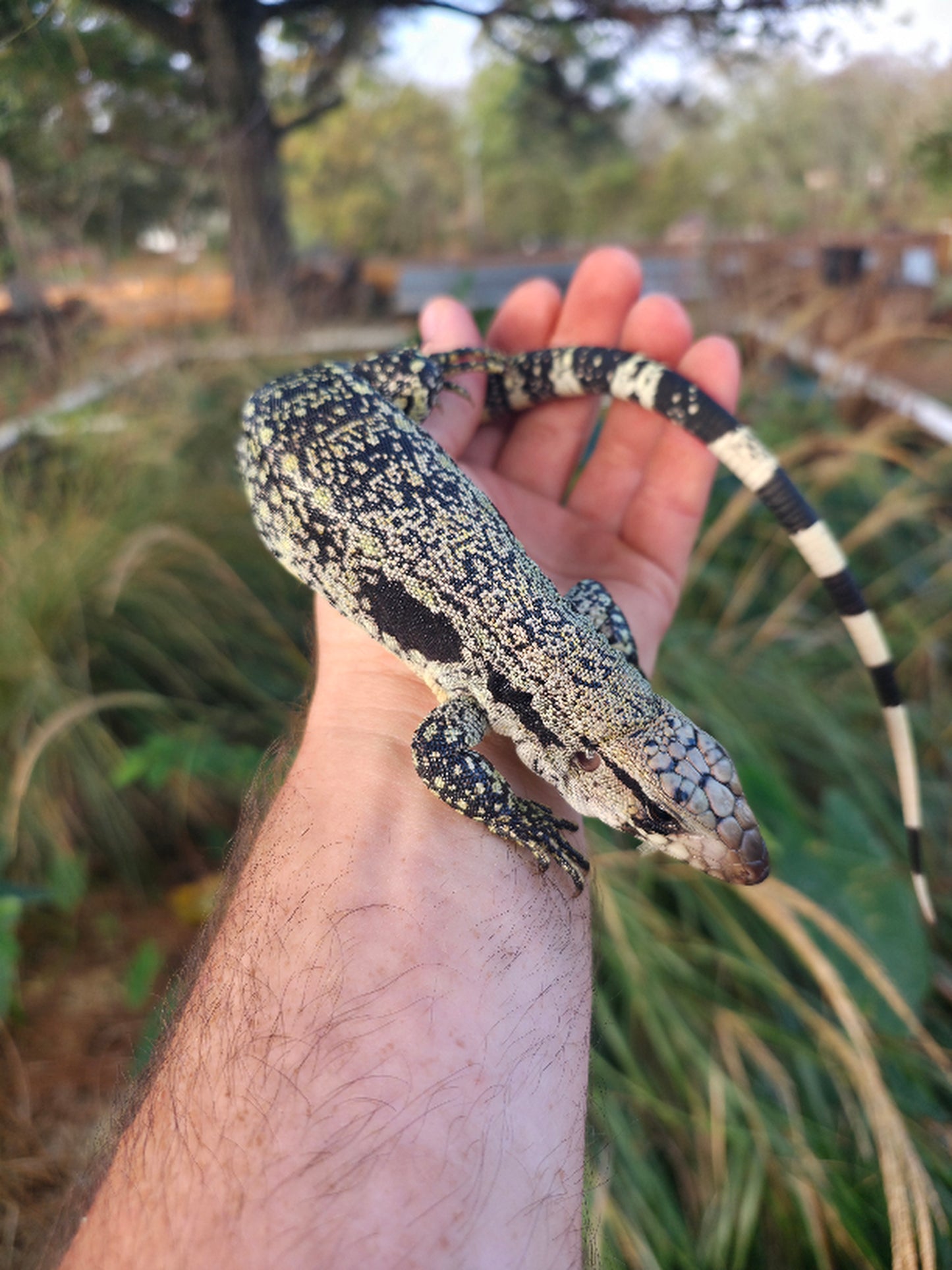 Female Blue Tegu- JJ x Tiffany