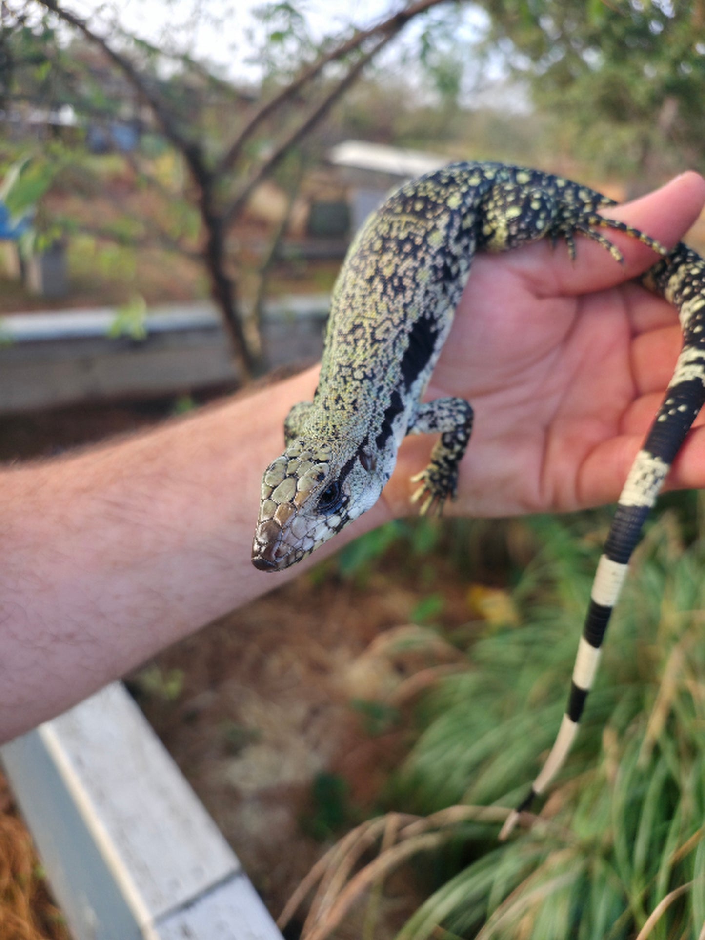 Female Blue Tegu- JJ x Tiffany