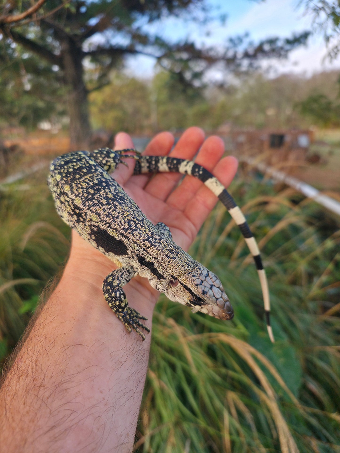 Female Blue Tegu- JJ x Tiffany