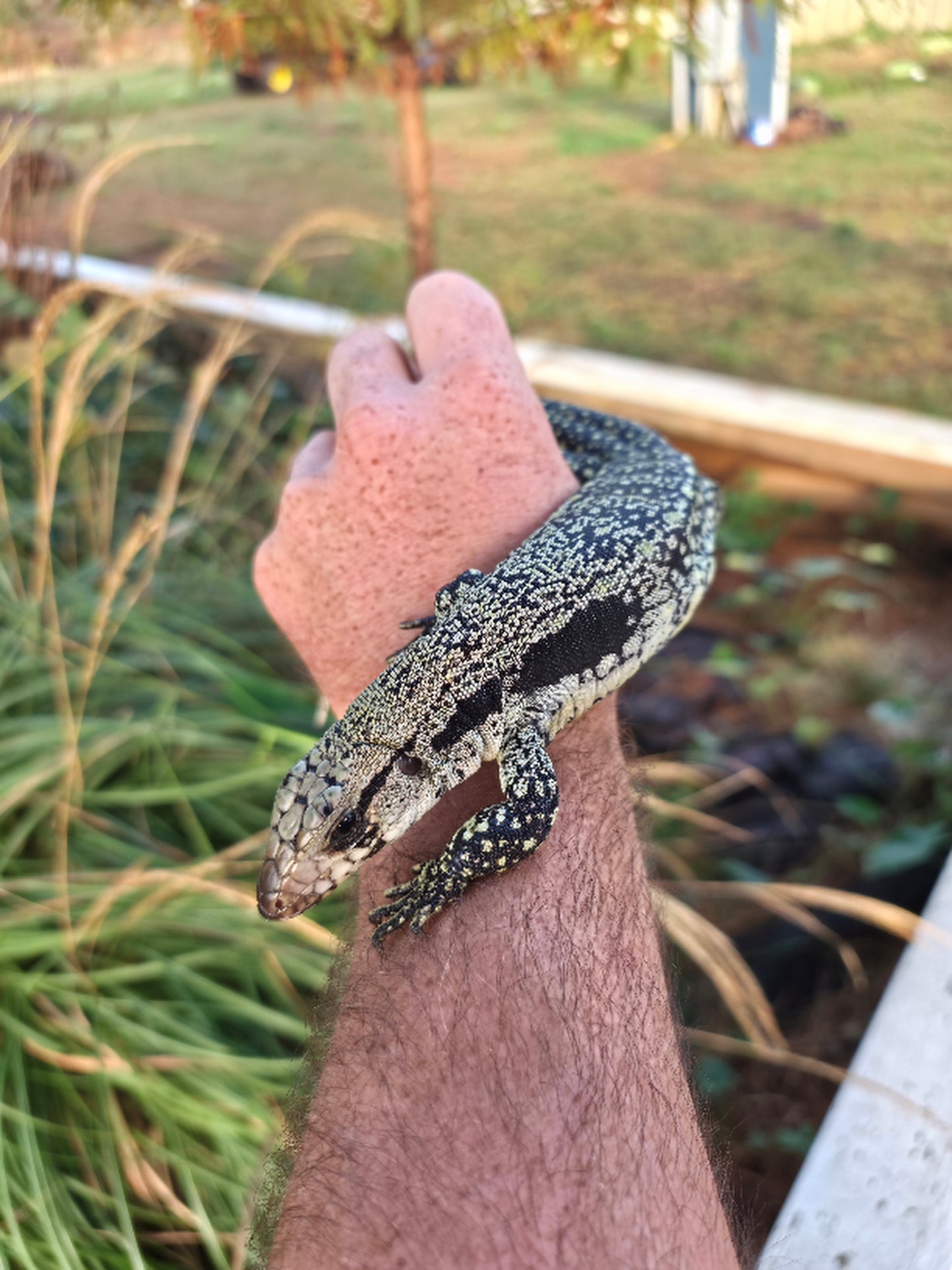 Female Blue Tegu- JJ x Tiffany