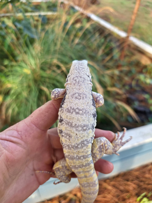 Female Blue Albino Tegu- JJ x Tiffany