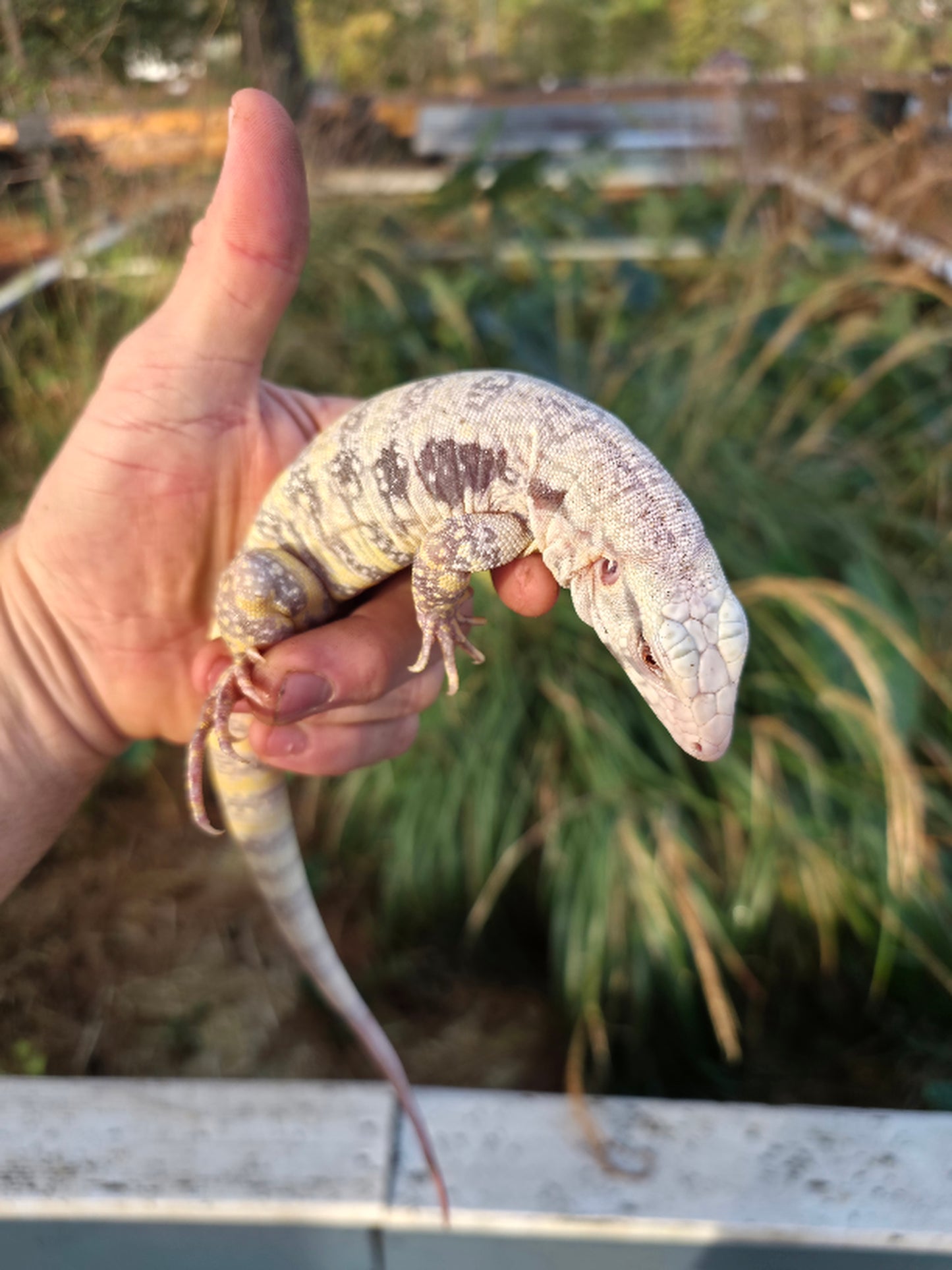 Female Blue Albino Tegu- JJ x Tiffany