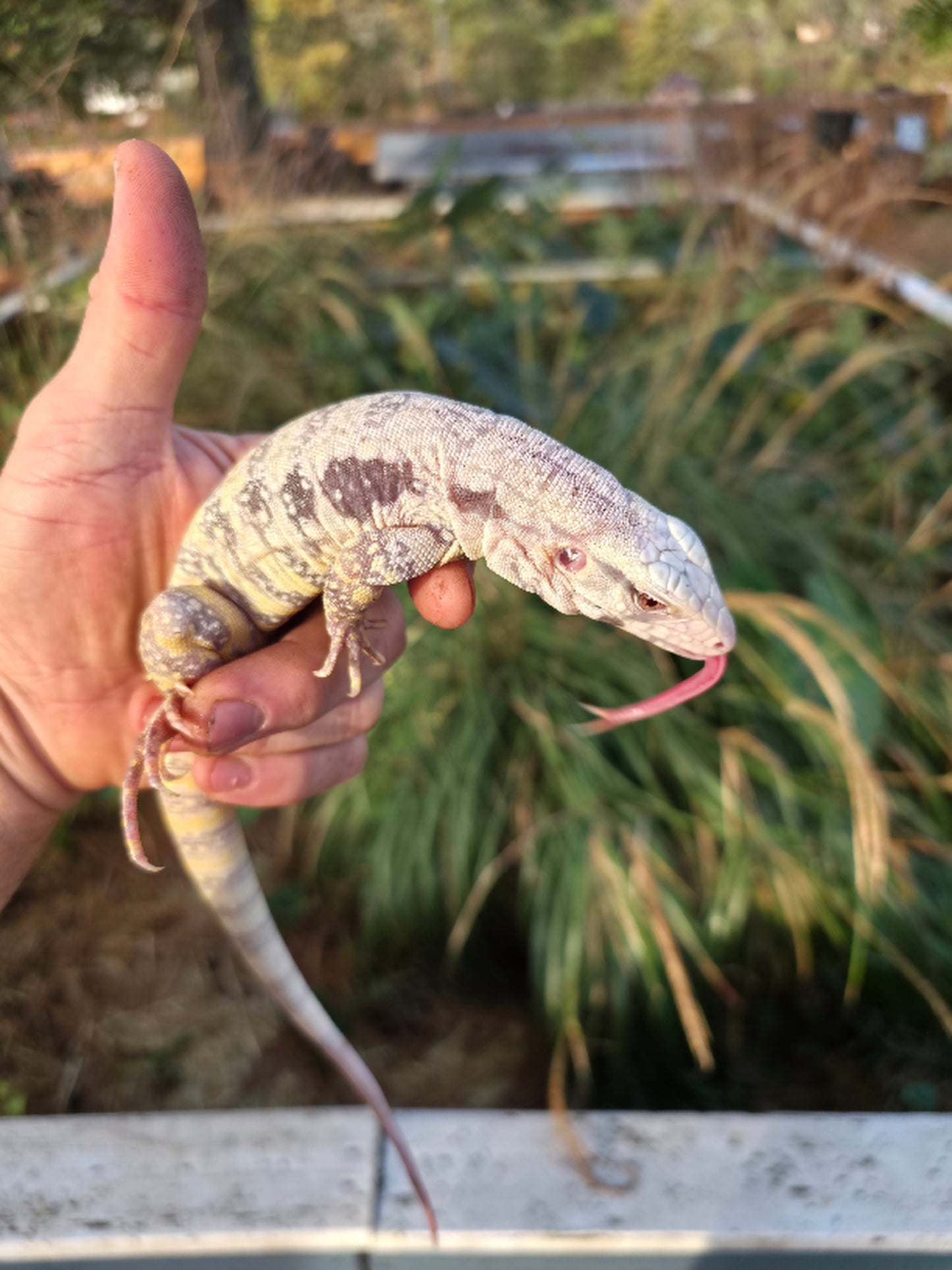 Female Blue Albino Tegu- JJ x Tiffany