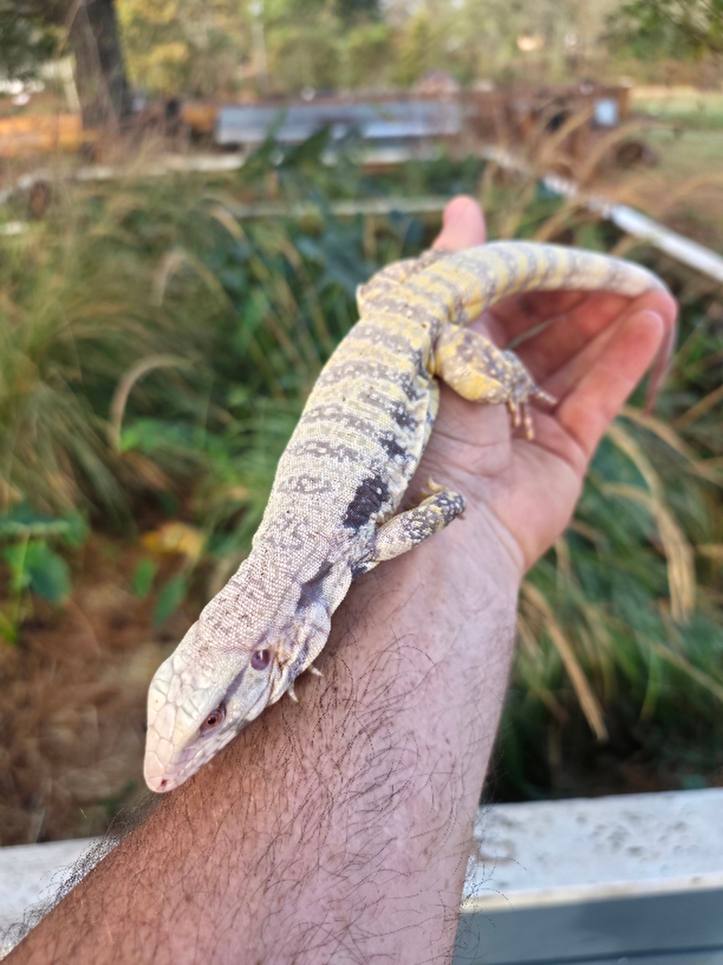 Female Blue Albino Tegu- JJ x Tiffany