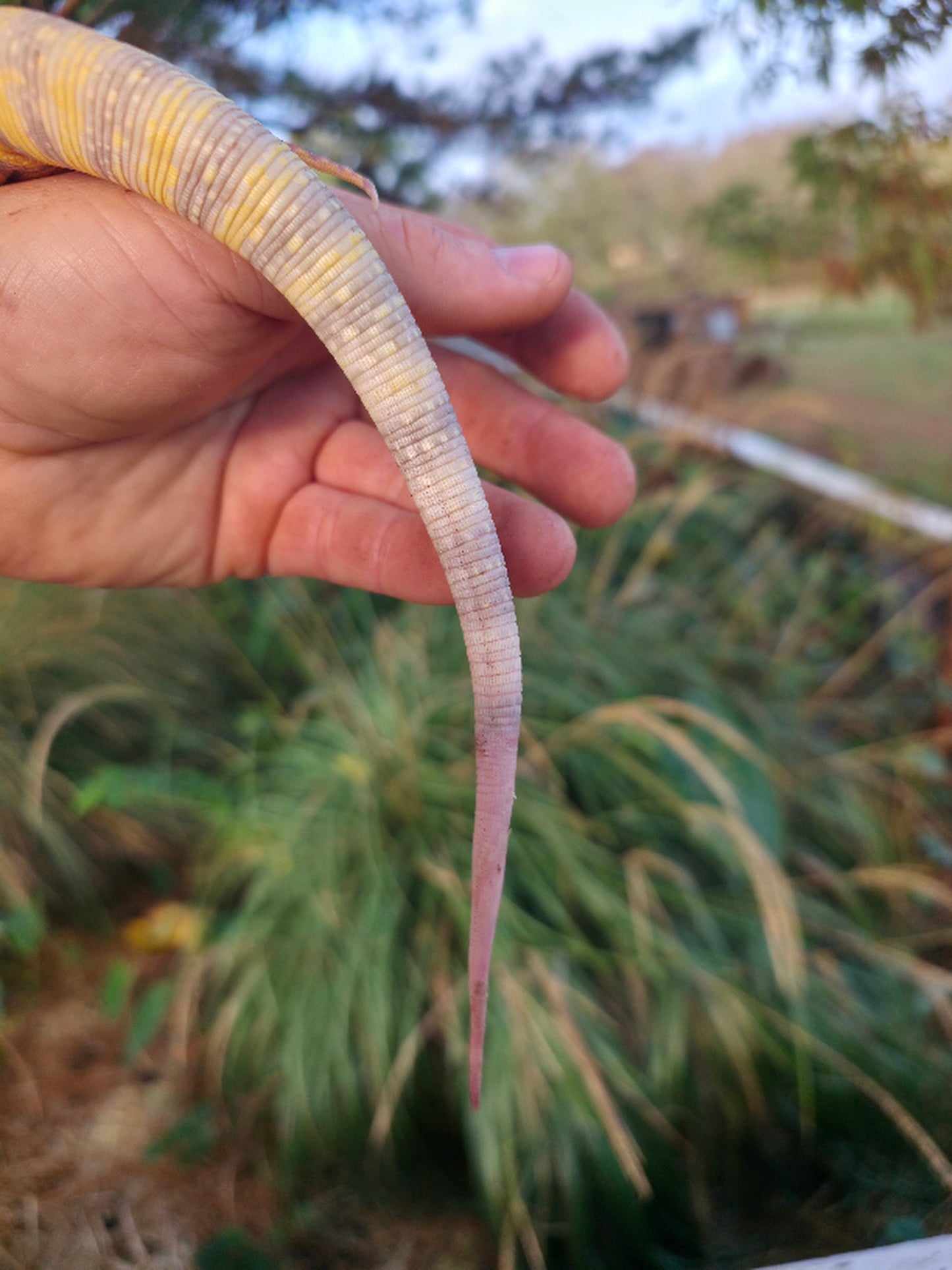 Female Blue Albino Tegu- JJ x Tiffany