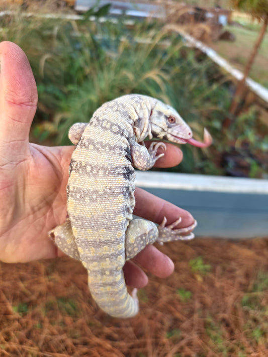 Male Blue Albino Tegu- JJ x Tiffany