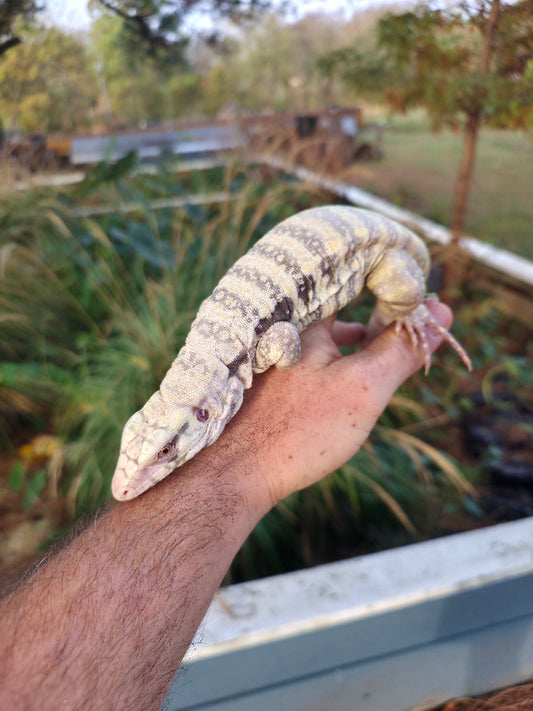 Male Blue Albino Tegu- JJ x Tiffany