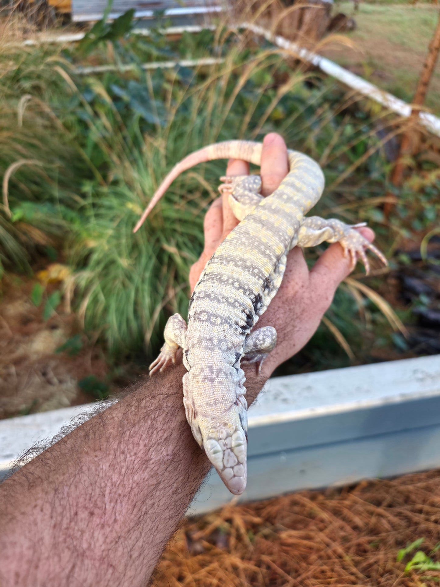 Male Blue Albino Tegu- JJ x Tiffany