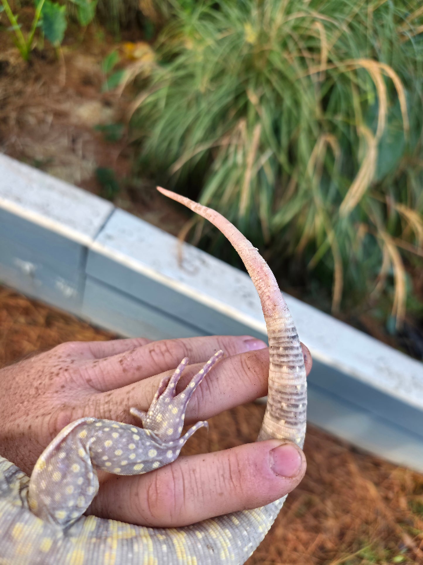 Male Blue Albino Tegu- JJ x Tiffany