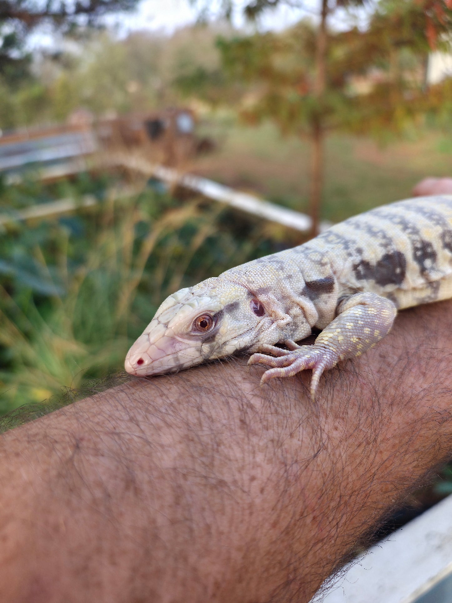 Male Blue Albino Tegu- JJ x Tiffany