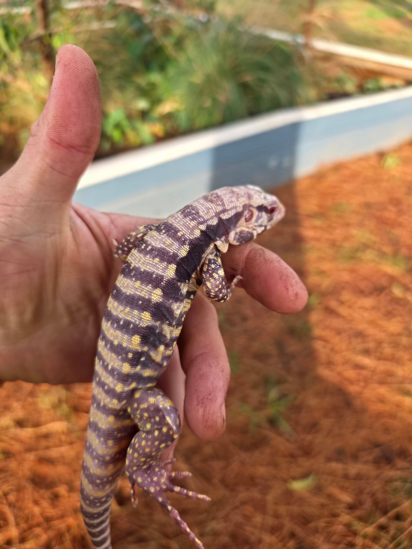 Male Blue Albino Tegu- Tsunami x Luna
