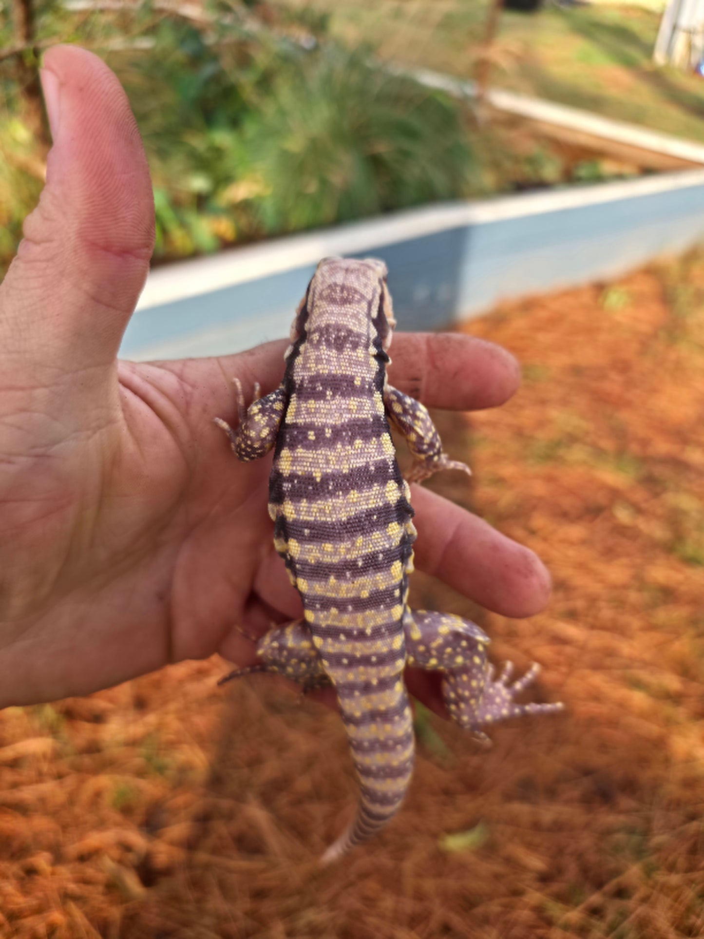 Male Blue Albino Tegu- Tsunami x Luna