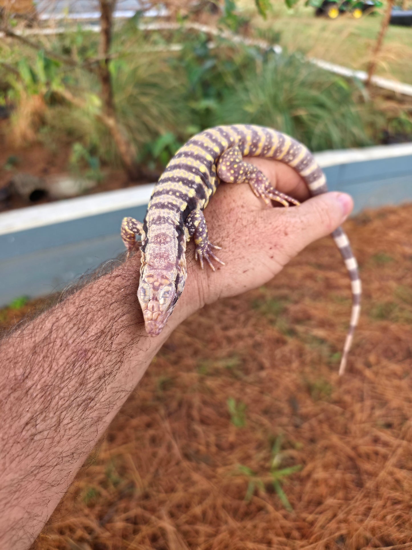 Male Blue Albino Tegu- Tsunami x Luna