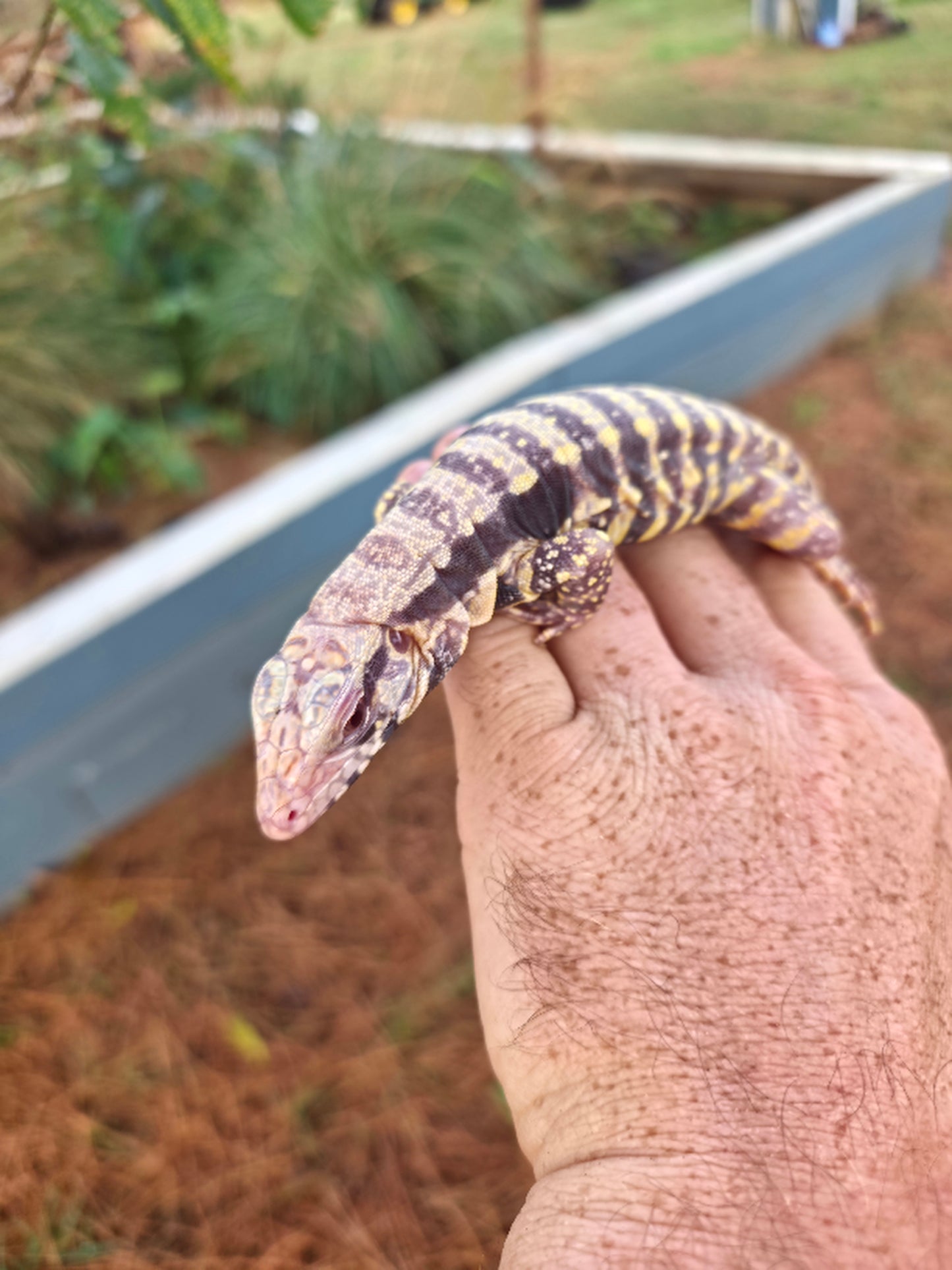 Male Blue Albino Tegu- Tsunami x Luna