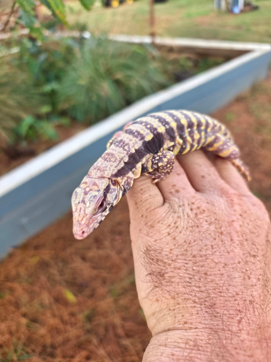 Male Blue Albino Tegu- Tsunami x Luna