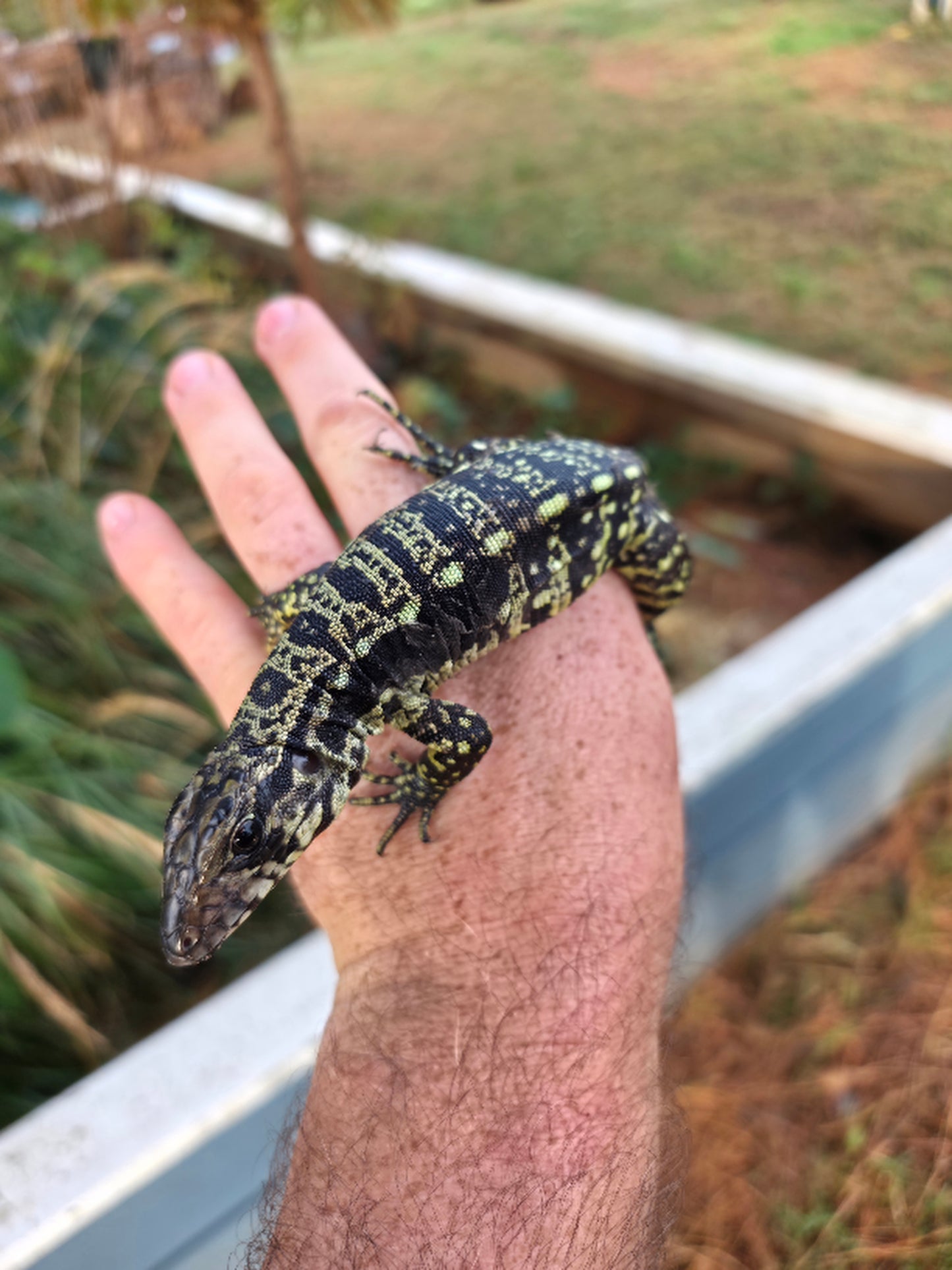 Male Blue Tegu- Legacy  X Stormy