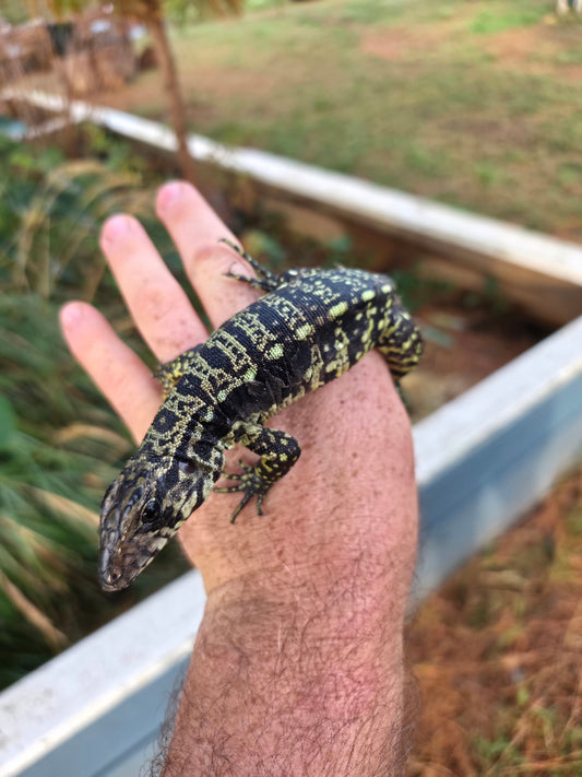 Male Blue Tegu- Legacy  X Stormy