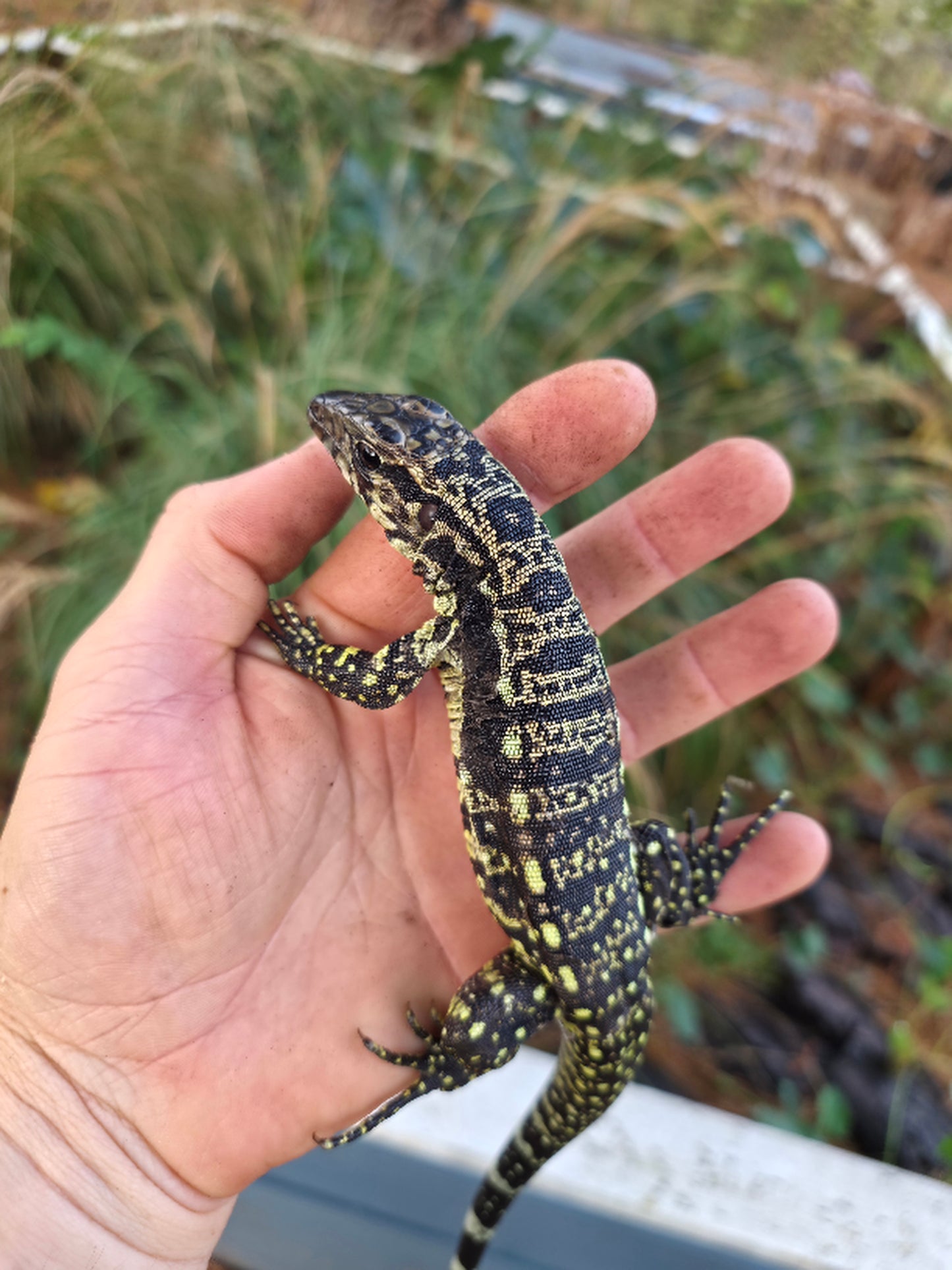 Male Blue Tegu- Legacy  X Stormy
