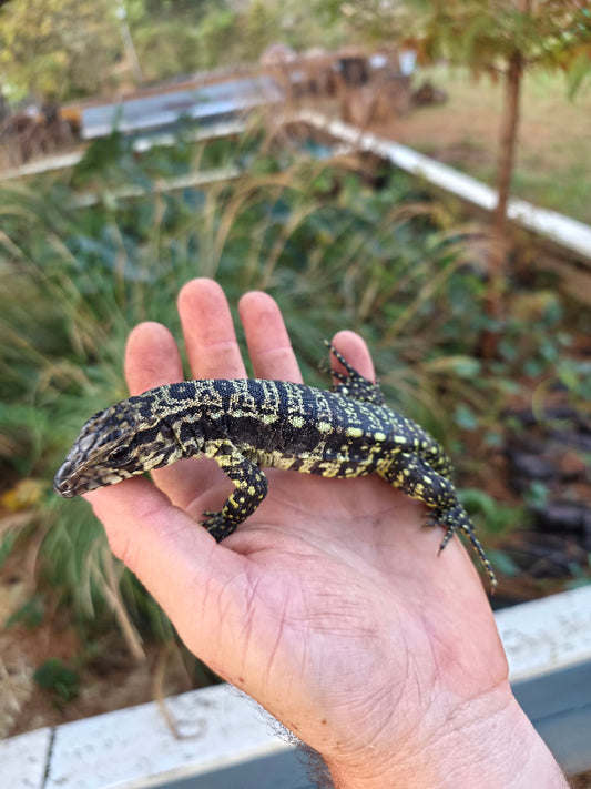 Male Blue Tegu- Legacy  X Stormy