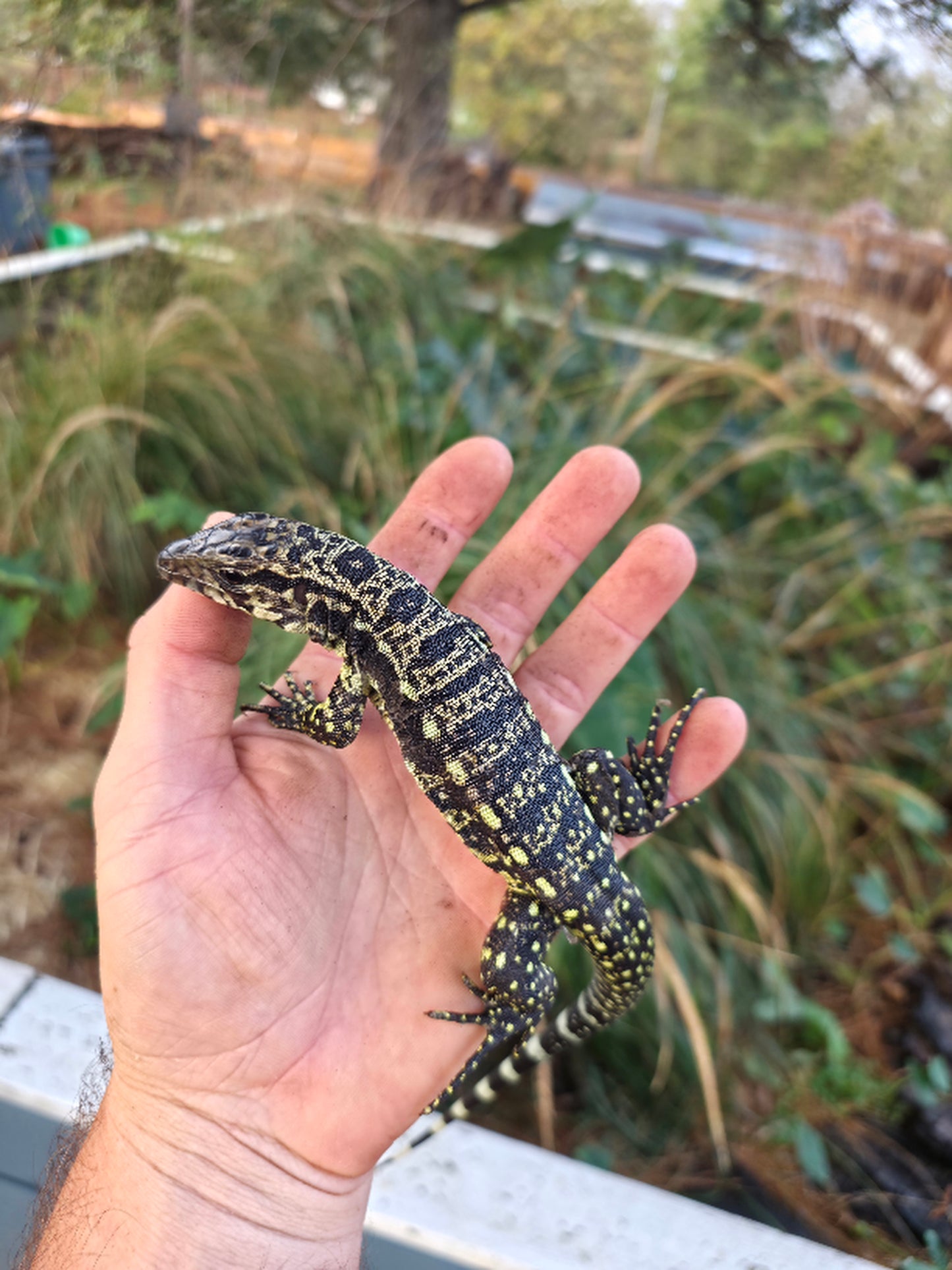 Male Blue Tegu- Legacy  X Stormy