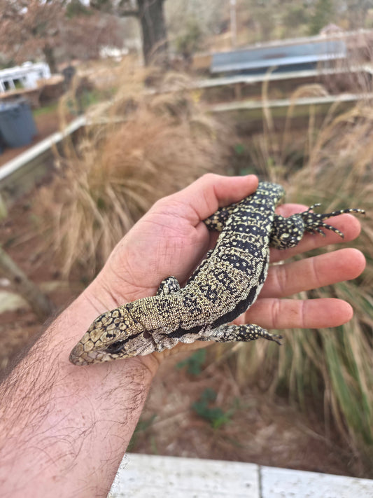 Female Blue Tegu- JJ x Tiffany