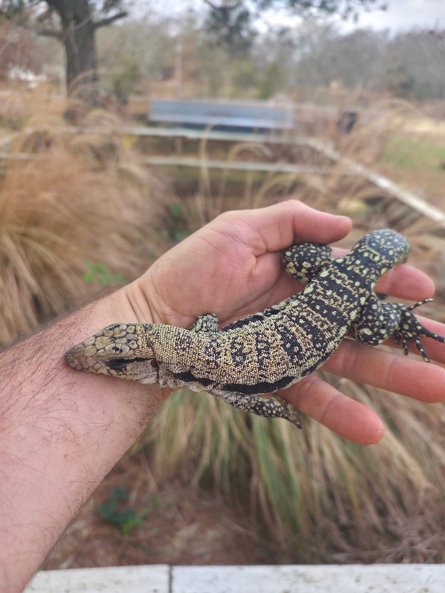 Female Blue Tegu- JJ x Tiffany
