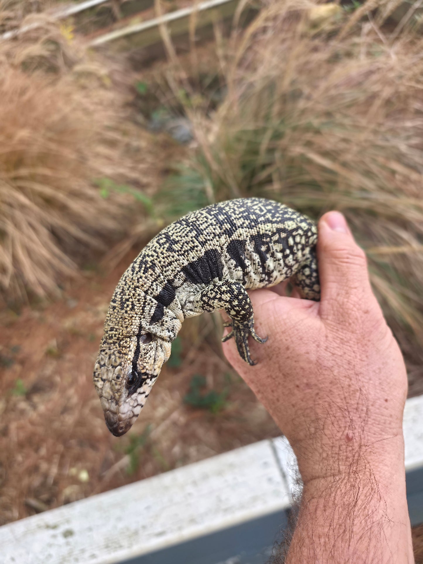 Male Blue Tegu- JJ x Tiffany