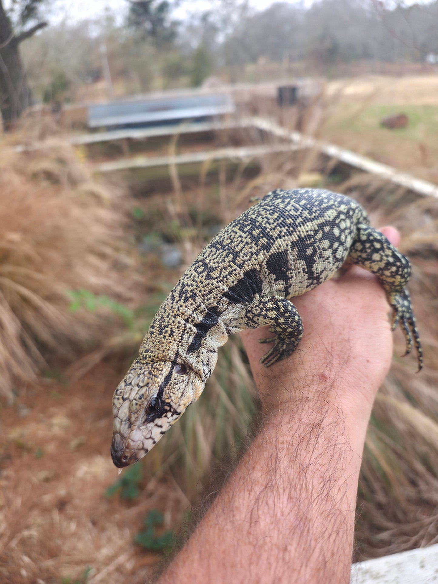 Male Blue Tegu- JJ x Tiffany