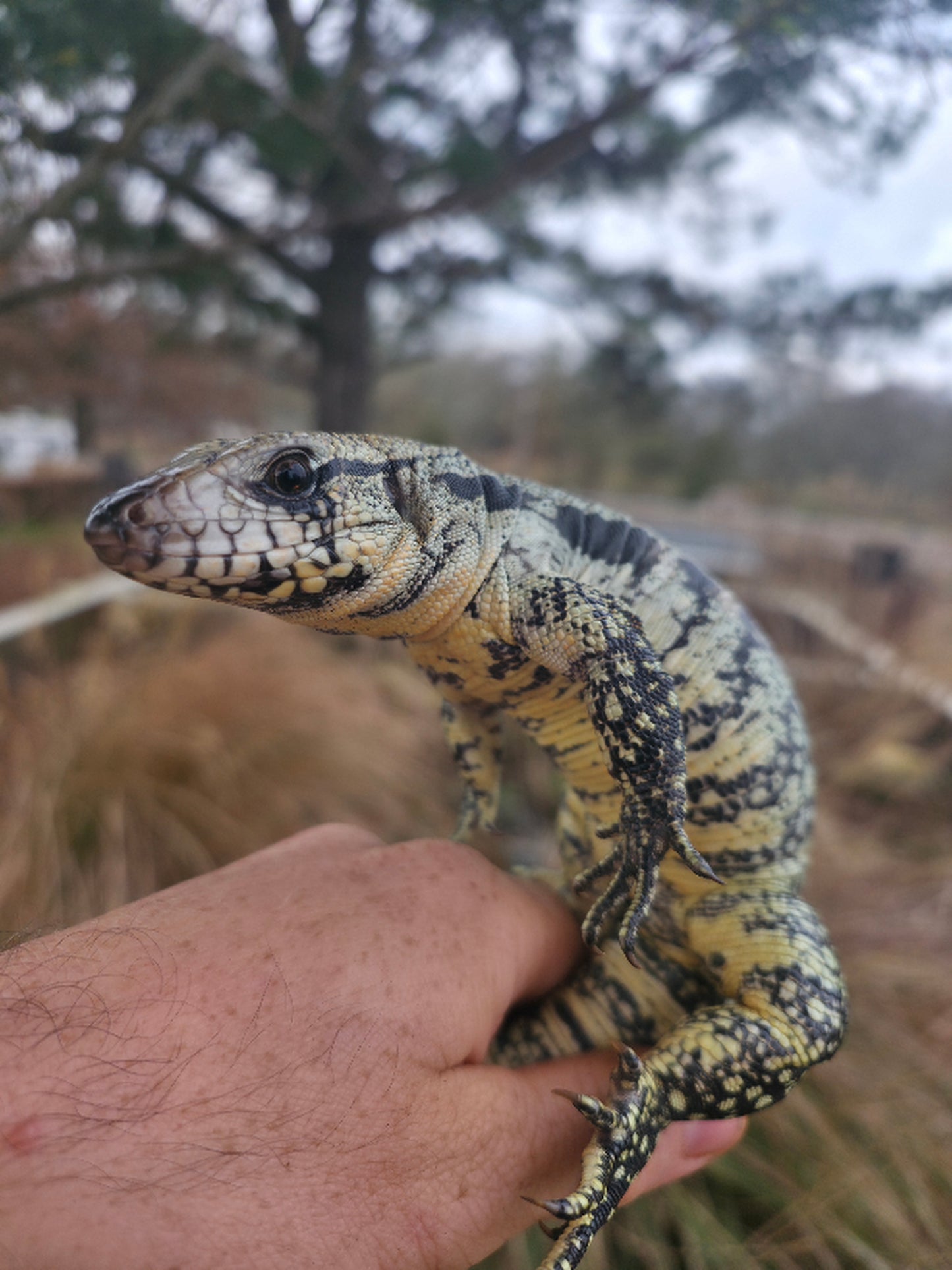 Male Blue Tegu- JJ x Tiffany