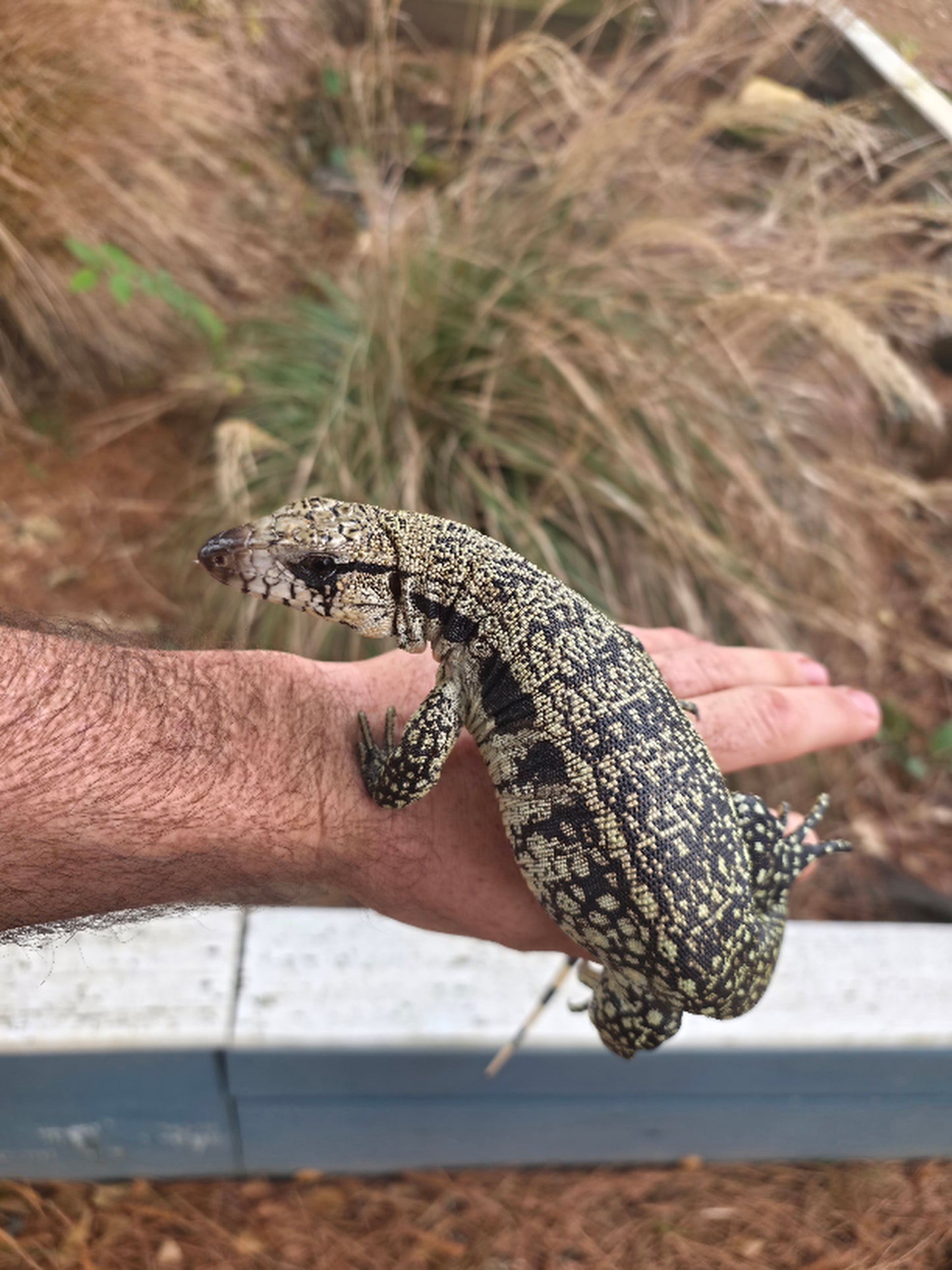 Male Blue Tegu- JJ x Tiffany