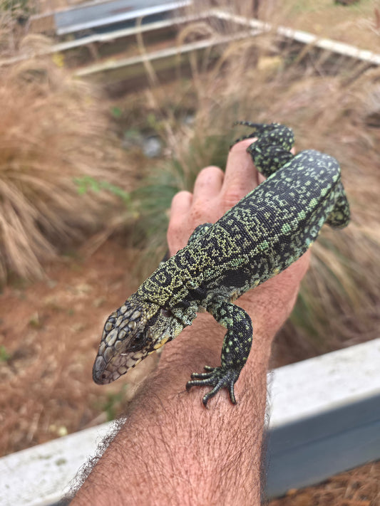Female Blue Tegu- Aang x Tails