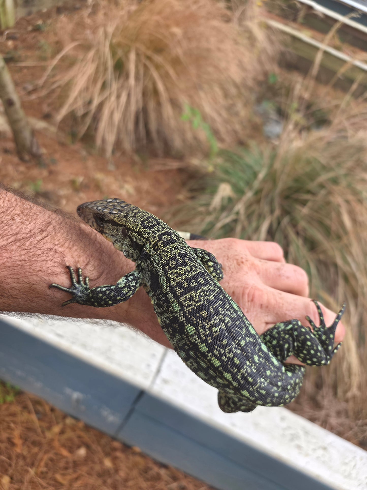 Female Blue Tegu- Aang x Tails