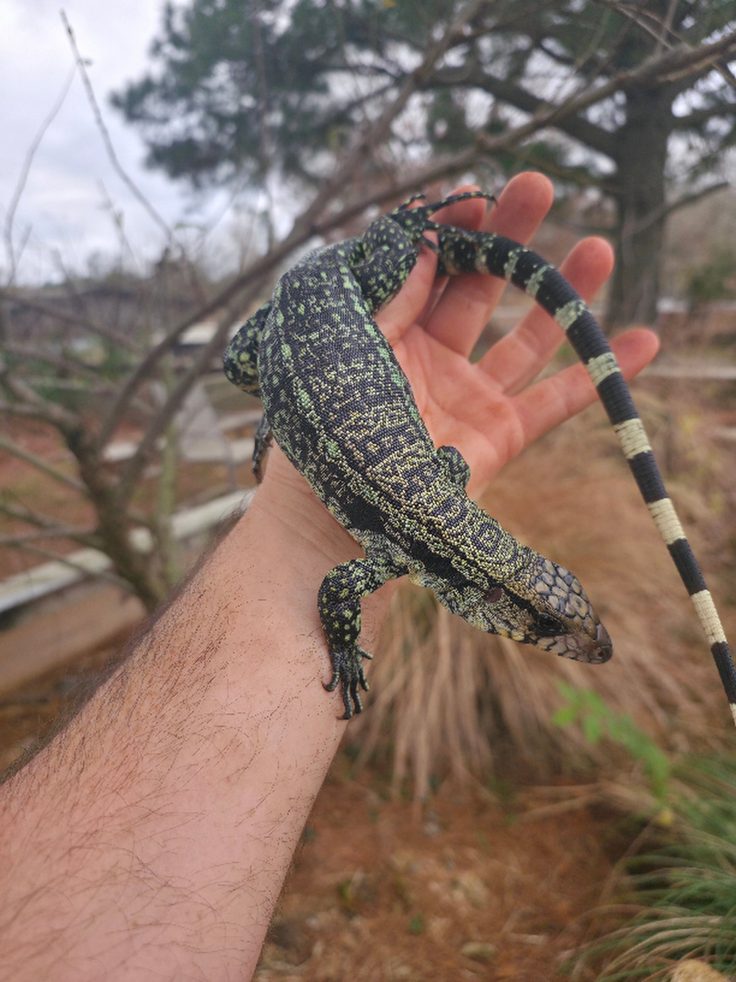 Female Blue Tegu- Aang x Tails