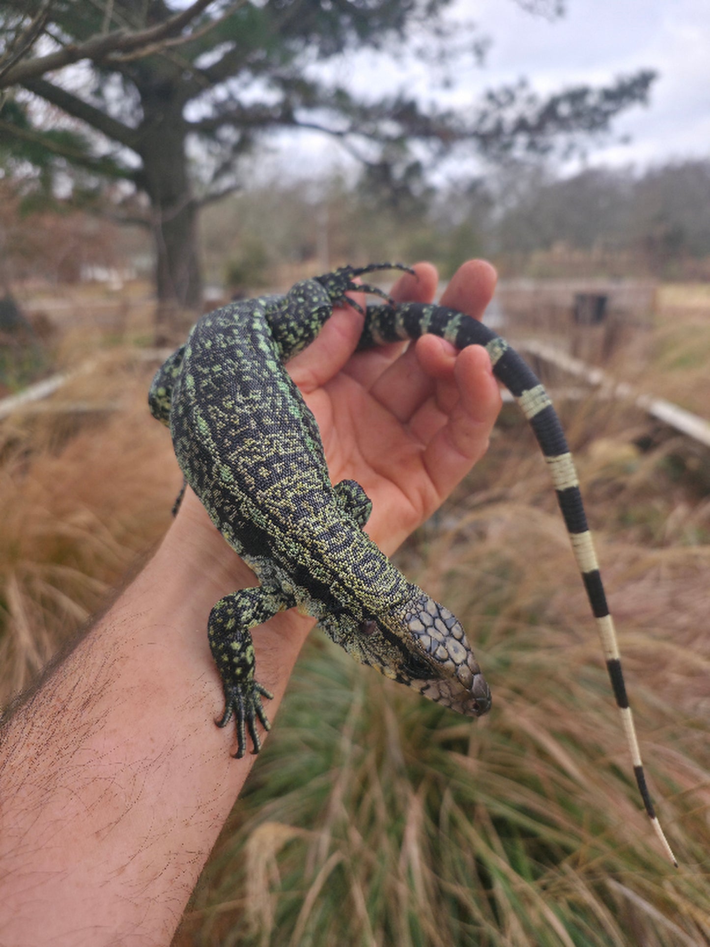 Female Blue Tegu- Aang x Tails