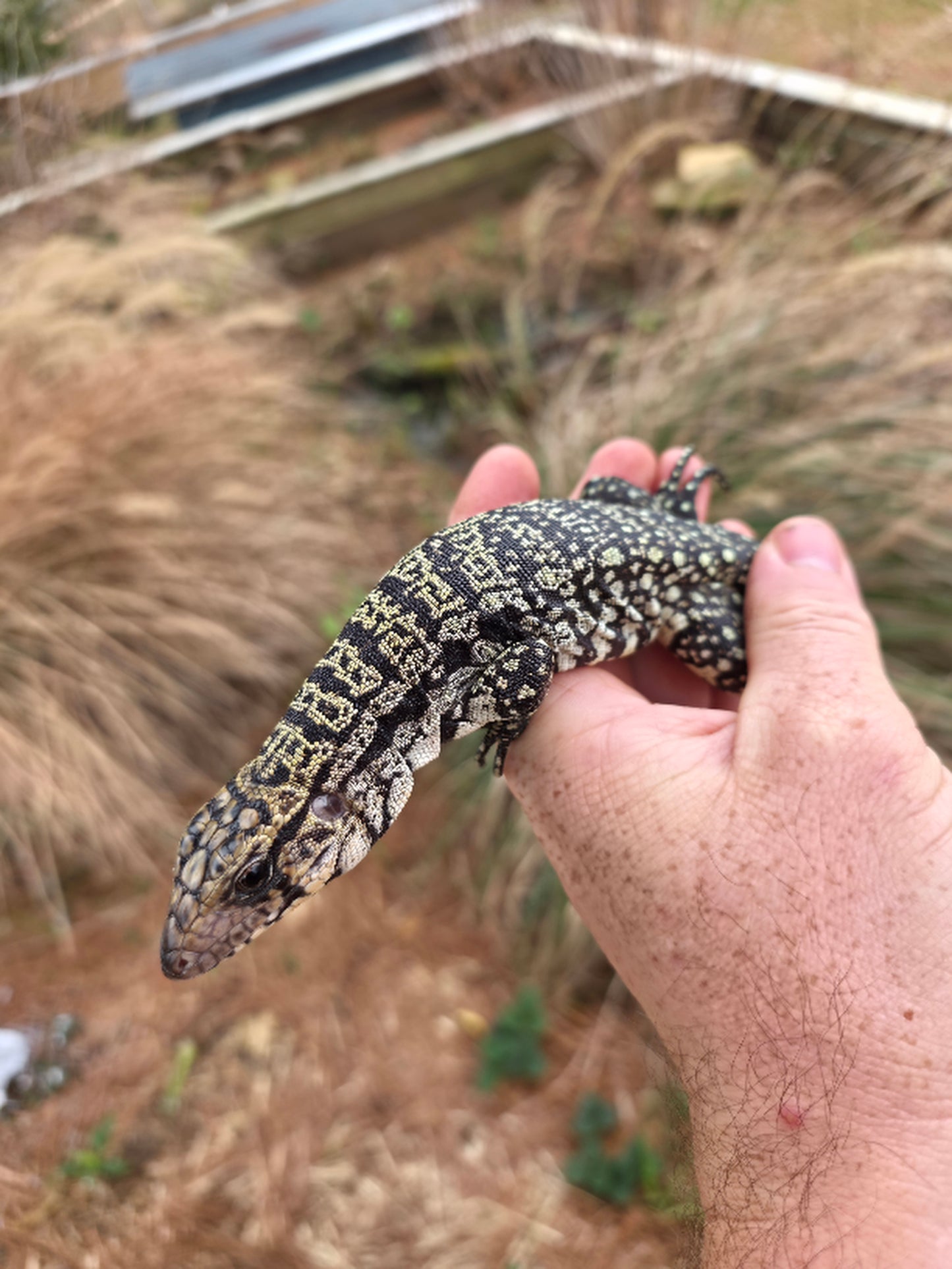 Female Blue Tegu - Stripes X Peggy