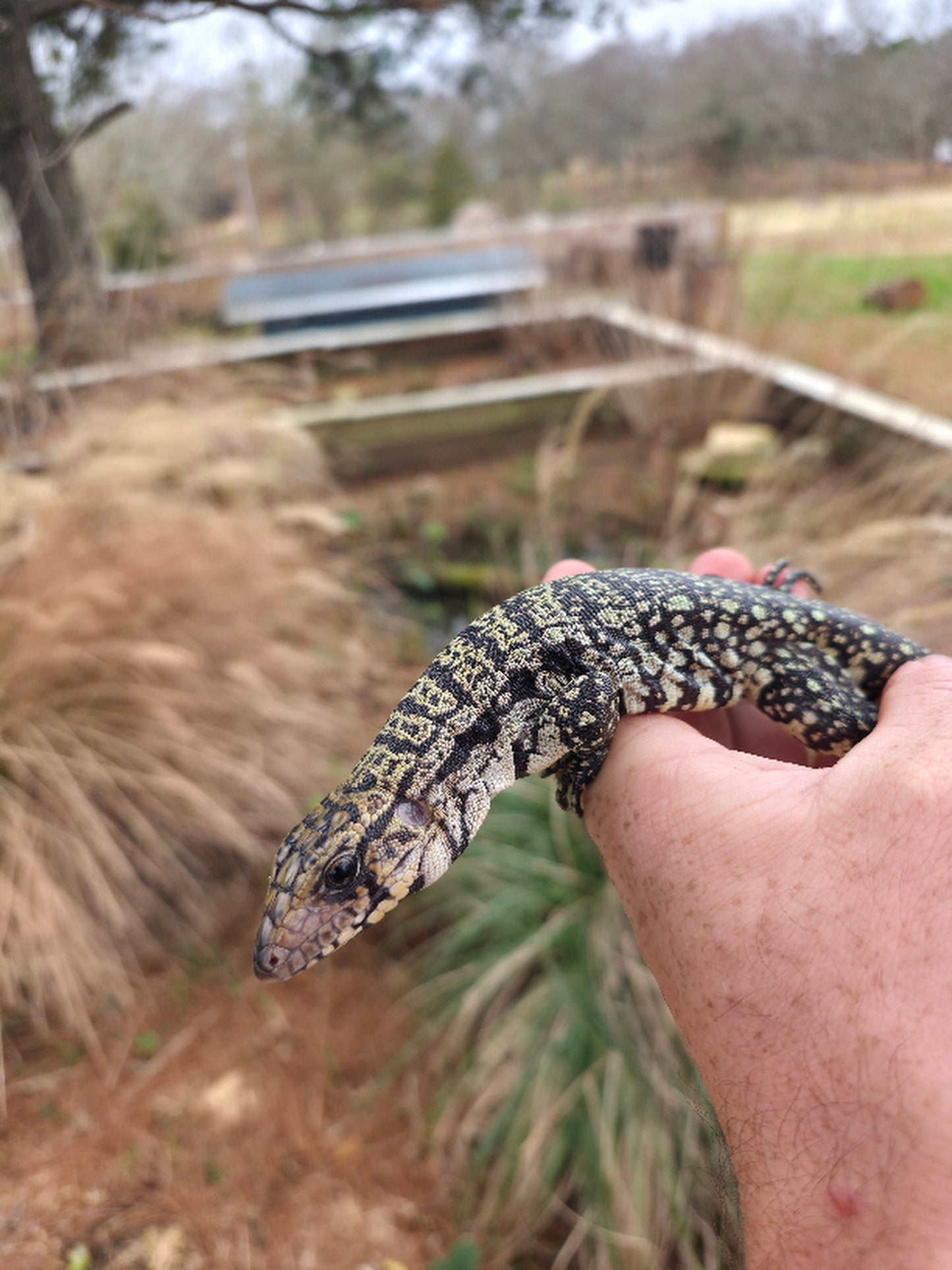 Female Blue Tegu - Stripes X Peggy