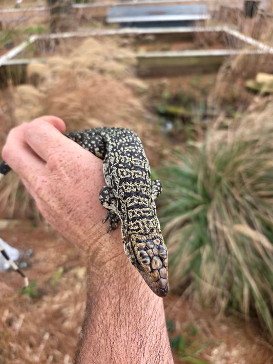 Female Blue Tegu - Stripes X Peggy