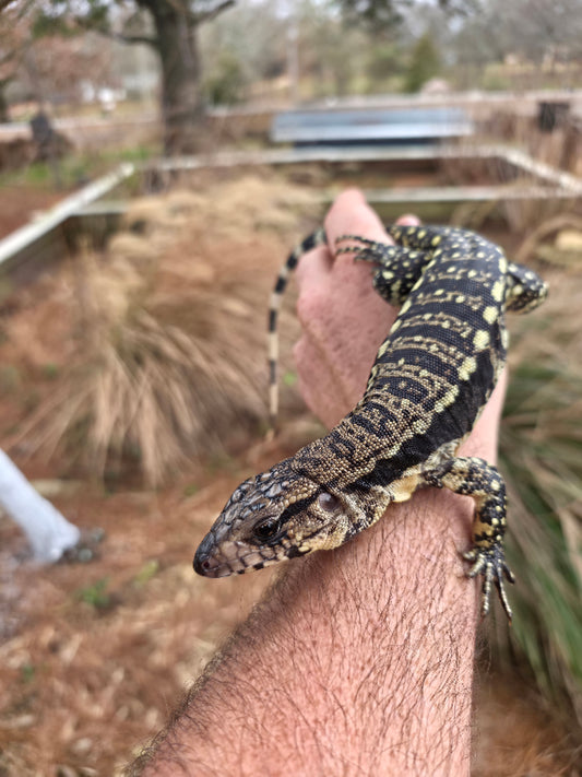Male Blue Tegu 100% Het Albino- Tsunami x Luna